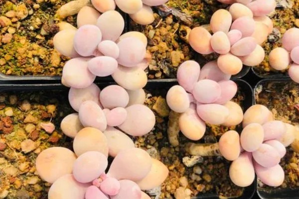 夏天桃蛋叶片发软的原因，可能是光照过强所致