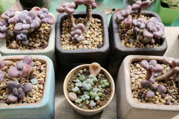 夏天桃蛋叶片发软的原因，可能是光照过强所致