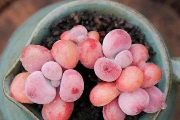 夏天桃蛋叶片发软的原因，可能是光照过强所致