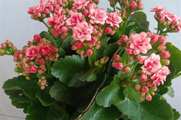长寿花出现虫子怎么解决，剪除带有虫卵的枝叶并喷施对应杀虫剂