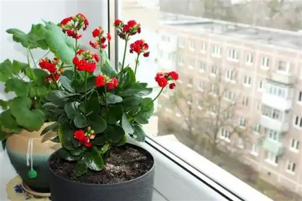 长寿花出现虫子怎么解决，剪除带有虫卵的枝叶并喷施对应杀虫剂