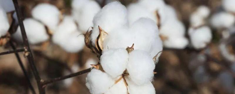 中棉5022棉花品种简介，及时喷施化学试剂进行防治