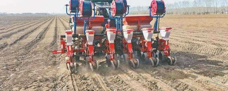 春玉米的种植时间，东北地区大约在4月中旬种植