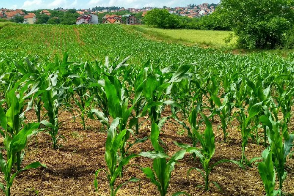 春玉米的种植时间，东北地区大约在4月中旬种植