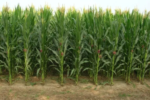 春玉米的种植时间，东北地区大约在4月中旬种植