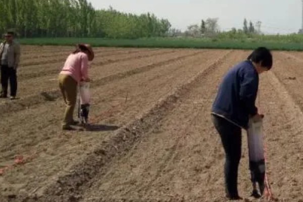 春玉米的种植时间，东北地区大约在4月中旬种植