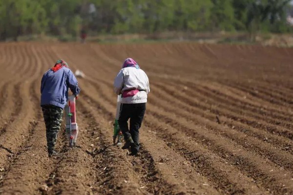 春玉米的种植时间，东北地区大约在4月中旬种植