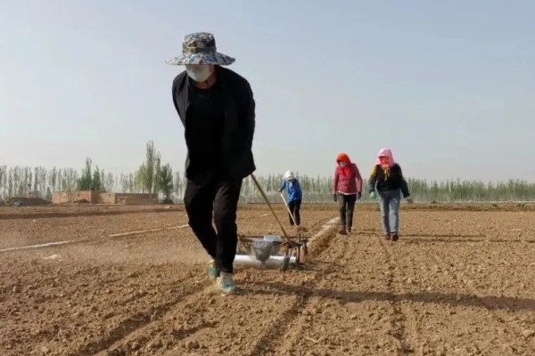 春玉米的种植时间，东北地区大约在4月中旬种植