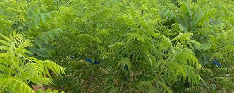 北方可以栽猴头树苗吗，北方可以栽培