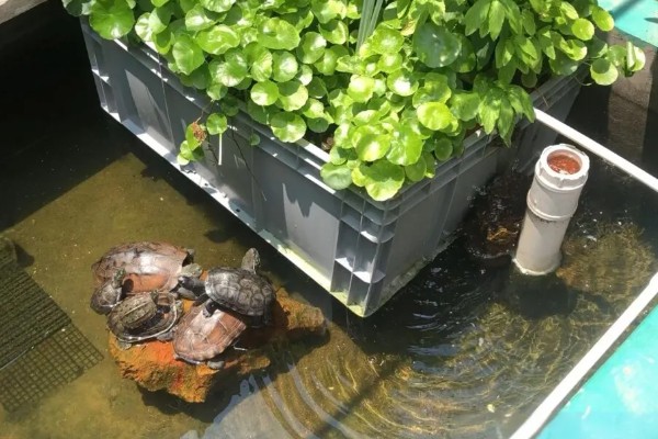 养龟的水深，水位只需高过乌龟的背壳