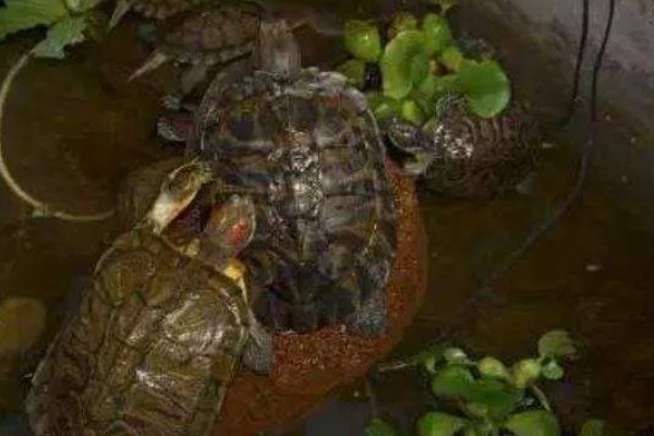 养龟的水深，水位只需高过乌龟的背壳