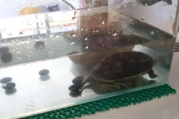 养龟的水深，水位只需高过乌龟的背壳
