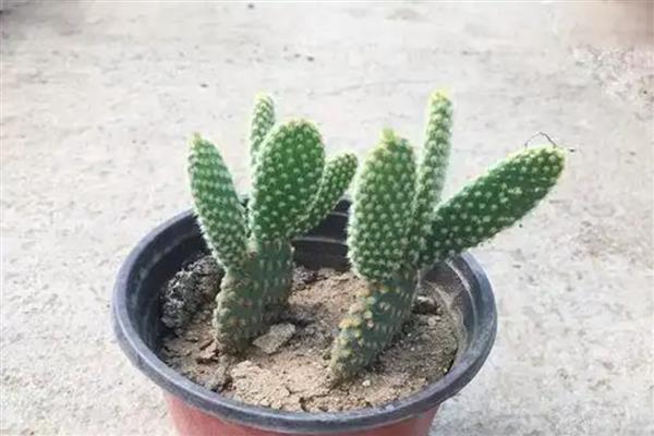 仙人掌怎么养，生长期间需要充足的养