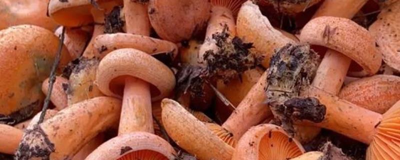 枞树菌有哪些特征，通常指松乳菇