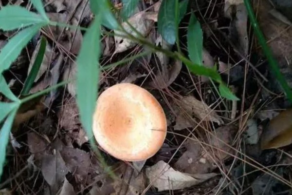 枞树菌有哪些特征，通常指松乳菇