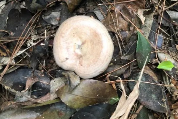 枞树菌有哪些特征，通常指松乳菇