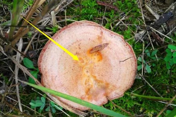 枞树菌有哪些特征，通常指松乳菇