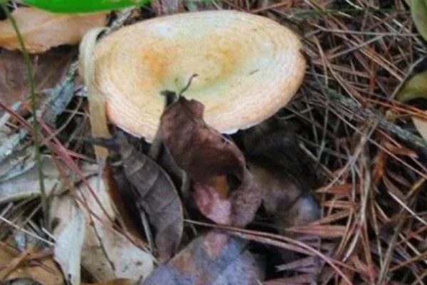 枞树菌有哪些特征，通常指松乳菇