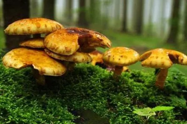 枞树菌有哪些特征，通常指松乳菇