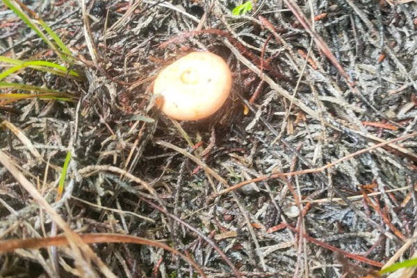 枞树菌有哪些特征，通常指松乳菇