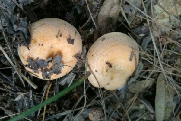 枞树菌有哪些特征，通常指松乳菇