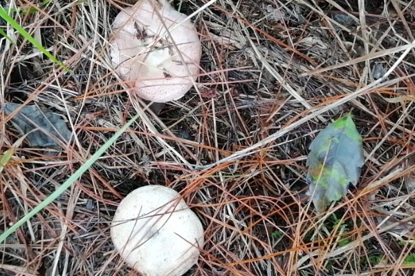 枞树菌有哪些特征，通常指松乳菇