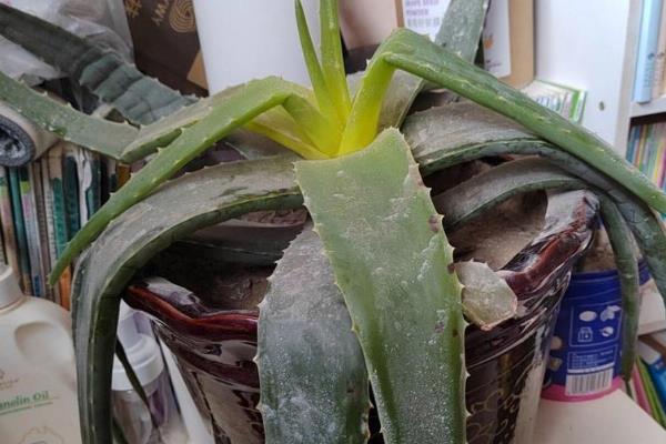芦荟冬天怕不怕冻，芦荟冬天怕冻