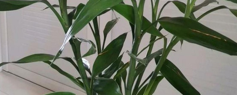 冬天怎么养富贵竹，适宜在16-26℃的环境中生长