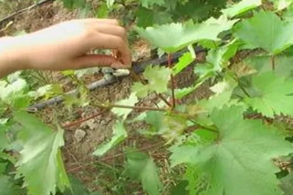 如何提高葡萄品质，在采收前喷钙