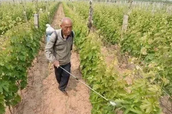 如何提高葡萄品质，在采收前喷钙