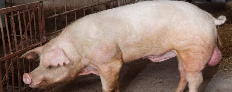 敲猪是什么，指对公猪进行阉割行为