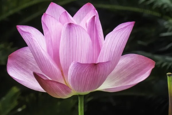 荷花的象征意义，寓意高雅圣洁、清廉正直等