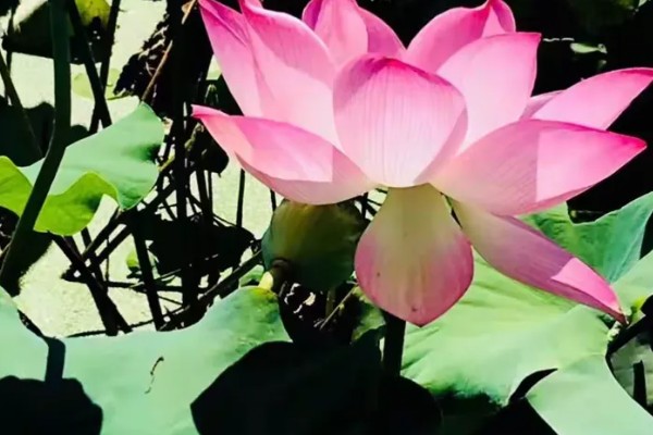 荷花的象征意义，寓意高雅圣洁、清廉正直等