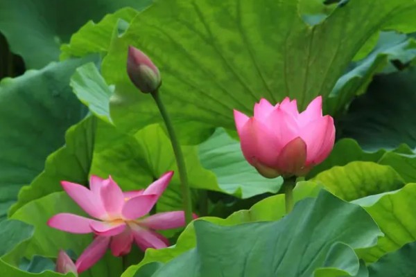 荷花的象征意义，寓意高雅圣洁、清廉正直等