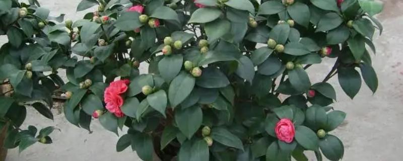 山茶花选什么盆种，应该选用泥盆