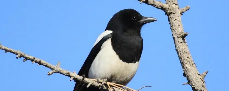 喜鹊吃什么食物，有蝗虫、蚱蜢、金龟子等