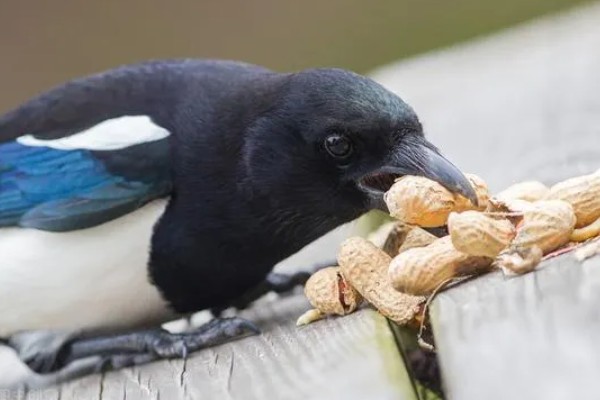 喜鹊吃什么食物，有蝗虫、蚱蜢、金龟子等