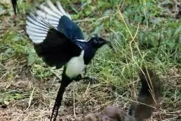 喜鹊吃什么食物，有蝗虫、蚱蜢、金龟子等