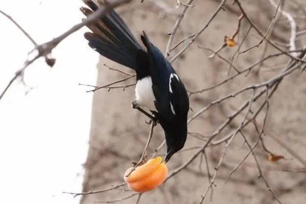 喜鹊吃什么食物，有蝗虫、蚱蜢、金龟子等