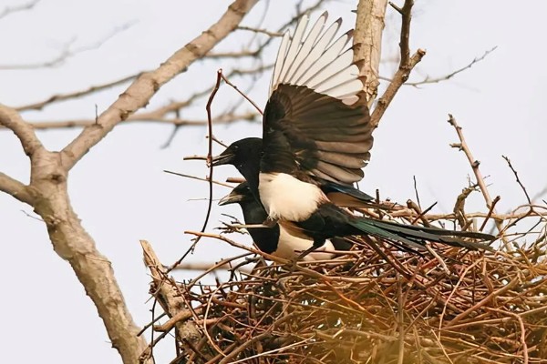 喜鹊吃什么食物，有蝗虫、蚱蜢、金龟子等