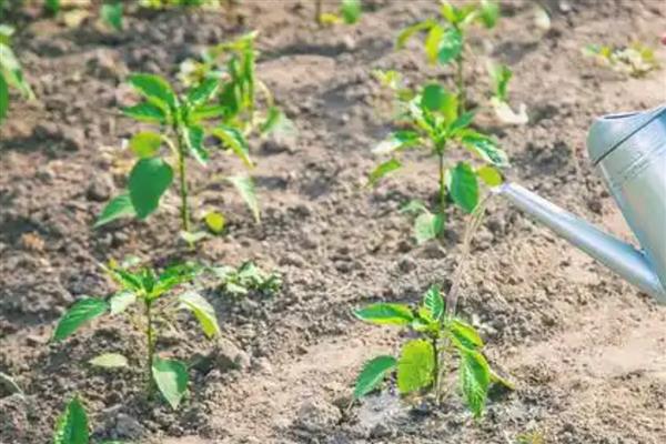 辣椒什么时候施肥，第一次追肥在植株成活后