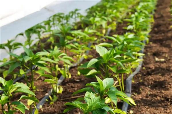 辣椒什么时候施肥，第一次追肥在植株成活后