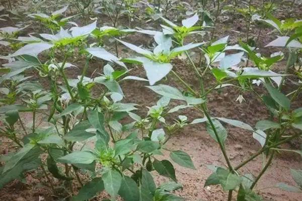 辣椒什么时候施肥，第一次追肥在植株成活后