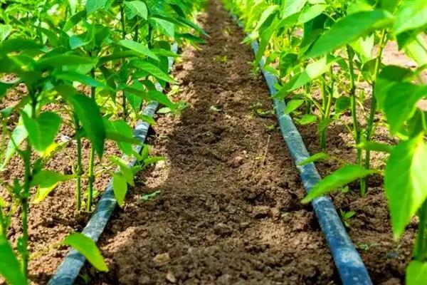 辣椒什么时候施肥，第一次追肥在植株成活后