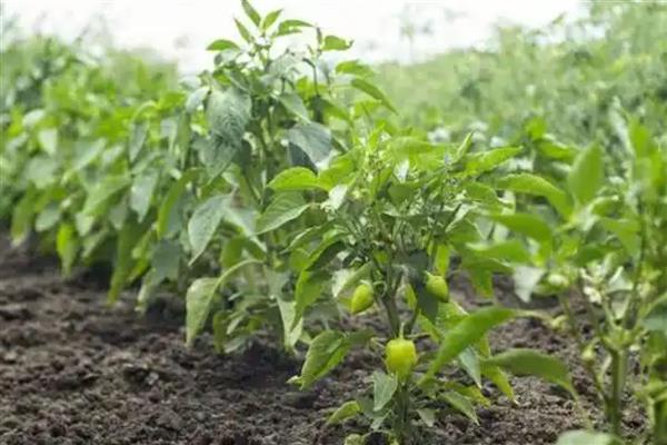 辣椒什么时候施肥，第一次追肥在植株成活后