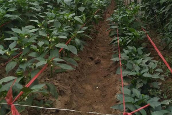 辣椒什么时候施肥，第一次追肥在植株成活后