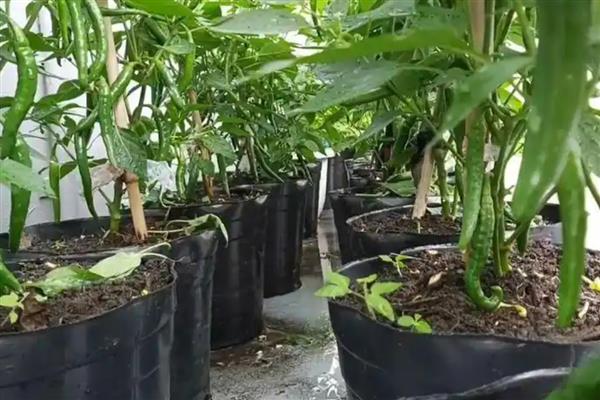 辣椒什么时候施肥，第一次追肥在植株成活后