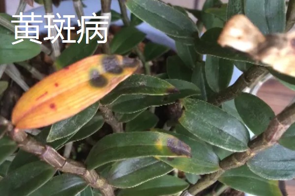 石斛兰可以能放室内吗，是可以室内养殖的
