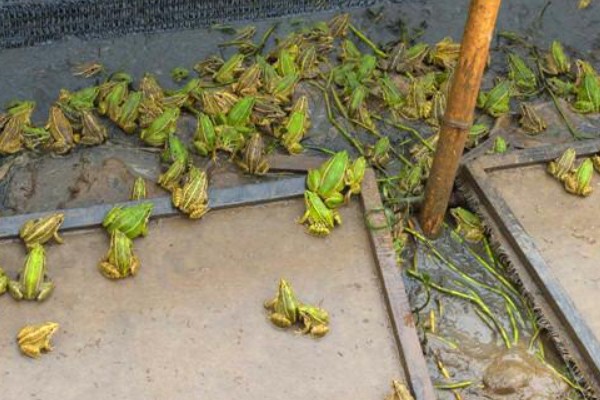 养青蛙要办哪些证件，要办理养殖证、营业执照等