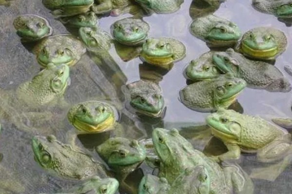 养青蛙要办哪些证件，要办理养殖证、营业执照等